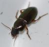 Harpalus affinis